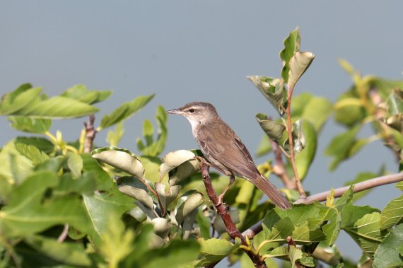 신안 장도 람사르습지, 국제보호종 '섬개개비' 천국