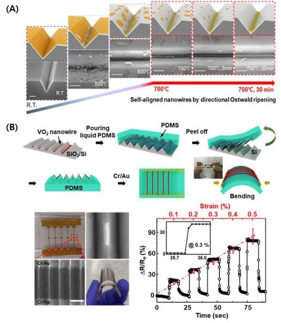 그림 A는 이산화바나듐 나노와이어 어레이 성장과정 모식도 및 주사전사현미경 이미지. 그림 B는 플렉서블한 이산화바나듐 나노와이어 어레이 제작 방법 모식도(상단)와 플렉서블한 기판인 PDMS에 전사된 이산화바나듐 나노선 어레이에 전극 증착해 변형센서 제작 이미지와 변형율에 따른 저항변화율을 측정한 그래프(하단). KIST 제공