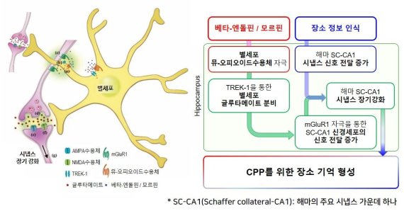 별세포를 통한 특정 장소 선호(CPP) 기억 형성의 분자 및 세포적 메커니즘 베타-엔돌핀 또는 모르핀에 의하여 해마 별세포의 뮤-오피오이드수용체에 결합하면, TREK-1을 통하여 별세포로부터 글루타메이트가 분비되어 SC-CA1 신경세포의 신호전달이 증가하게 된다. 이 때 장소에 대한 정보가 뇌에 들어오면 SC-CA1 신경세포의 신호전달이 증가하게 된다. 뇌에서 베타-엔돌핀이 분비되거나 강력한 마약성 진통제인 모르핀을 투약함과 동시에 장소에 대한 정보가 인식되면 해마의 SC-CA1 시냅스의 장기강화가 형성되어 특정 장소 선호(CPP)
