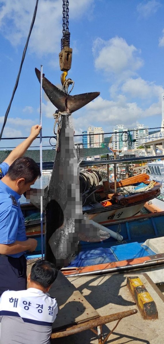 ▲ 31일 오전 부산 해운대 앞바다에서 길이 2m 가량의 상어가 그물에 걸려 죽은 채 발견됐다./서진=부산해양경찰서