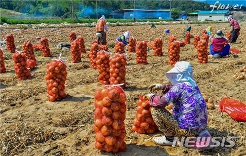 【대구=뉴시스】대구시 달성군에서 양파를 수확하고 있는 모습이다. 2019.07.09.(사진=대구시 제공) photo@newsis.com