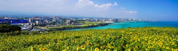 [fn포토] 에메랄드 빛 제주바다와 황금빛 해바라기 물결