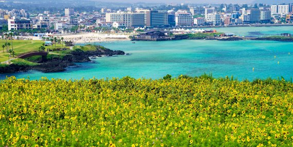 [fn포토] 에메랄드 빛 제주바다와 황금빛 해바라기 물결