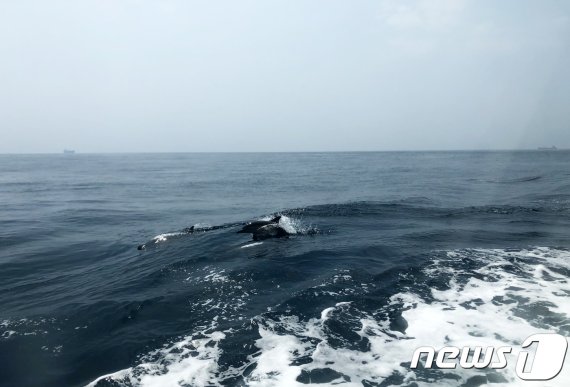 4일 오후 12시10분께 장생포 남동쪽 15km해상에서 발견된 참돌고래떼.(울산 남구도시관리공단 제공) © 뉴스1