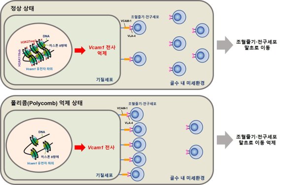 폴리콤 단백질이 골수 내 조혈줄기·전구세포 이동에 미치는 영향(모식도) 골수 내 조혈줄기·전구세포 생착에, 조혈줄기·전구세포에서 발현하는 VLA-4라는 세포표면 단백질과 골수기질세포에서 발현하는 VCAM-1이라는 단백질의 결합이 필수적이다. 정상 상태에서는 폴리콤(polycomb) 단백질이 Vcam1 유전자 좌위 내 특정 히스톤 단백질을 메틸화와 유비퀴틴화시켜 크로마틴 구조를 변화시킴으로써, Vcam1 유전자 발현을 억제한다. 이에 따라, VCAM-1의 세포 표면 발현이 줄어 들고 조혈줄기·전구세포는 말초로 이동하게 된다. 하지만 