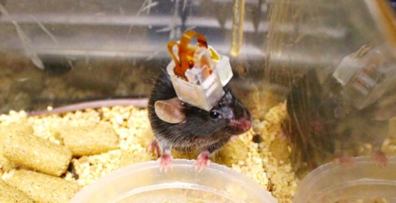 디바이스가 이식된 쥐의 사진