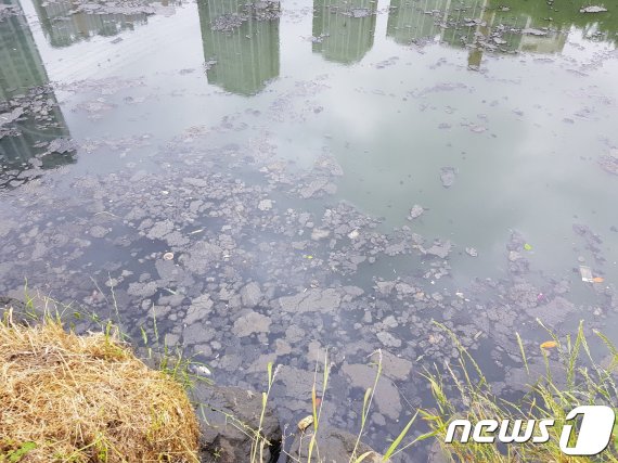 온천천 하천 수풀 아래로 검은 오염덩어리들이 떠오른 모습. 물의 흐름이 정체된 곳일수록 이같은 오염 덩어리들이 표면을 뒤덮는다. /© 뉴스1 조아현 기자.