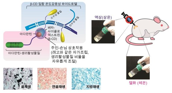 온도감응성 하이드로젤 및 생리활성물질 조절을 통해 맞춤형 조직재생이 가능하다. KIST 제공