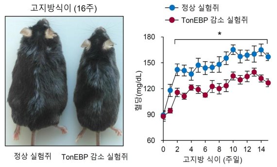 톤이비피 단백질이 감소된 실험쥐에서 항비만 효능이 나타나고, 비만으로 인한 혈당 증가, 지방조직 팽창, 지방간 등이 개선됐다. UNIST 제공