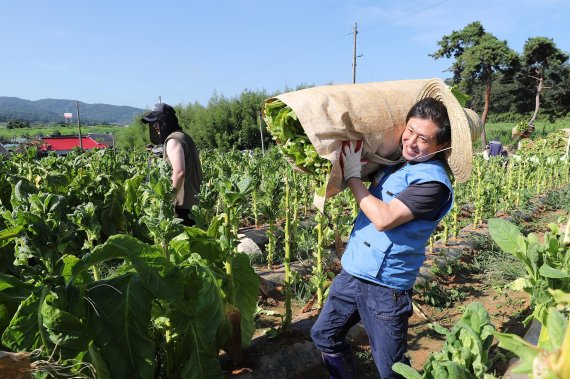 KT&G 원료본부 및 김천공장 임직원들이 지난 13일 김제 봉남면의 잎담배 농가를 방문해 봉사활동을 하고 있다. KT&G 제공