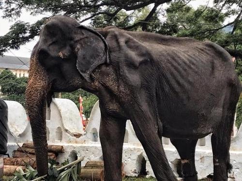 앙상하게 뼈만 남은 코끼리가 축제에…스리랑카 동물학대 논란