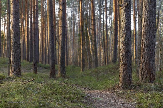 늑대·곰 우글거리는 숲에서 실종된 3세 소년.. 기적의 생존