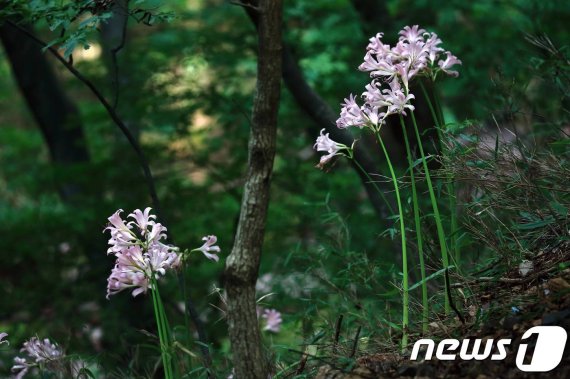 19일 국립공원 속리산의 법주사 등 사찰 주변에서 개화해 아름다운 자태를 뽐내는 상사화 모습.(속리산국립공원사무소 제공).2019.08.19.© 뉴스1