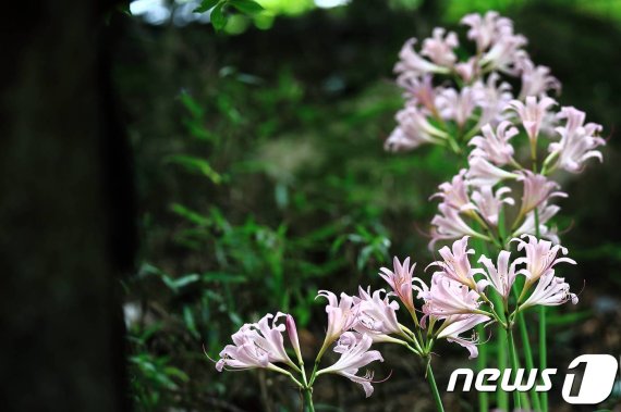 19일 국립공원 속리산의 법주사 등 사찰 주변에서 개화해 아름다운 자태를 뽐내는 상사화 모습.(속리산국립공원사무소 제공).2019.08.19.© 뉴스1