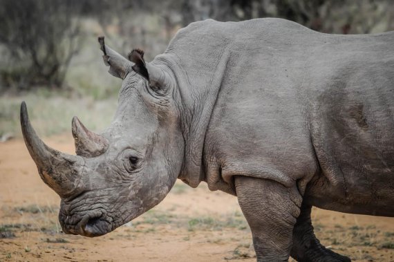 獨 동물원서 흥분한 코뿔소 공격에 자동차 '뒹굴'