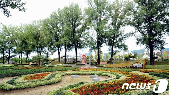 증평읍 보강천 미루나무 숲.© 뉴스1