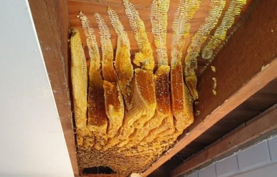 천장에서 발견된 6만 마리 꿀벌.. 집주인 '경악'