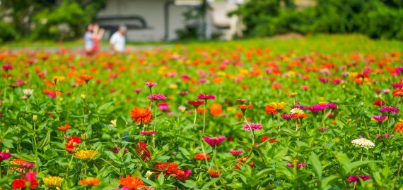 [fn포토] 가을의 문턱, 제주…백일홍에 취한 나비