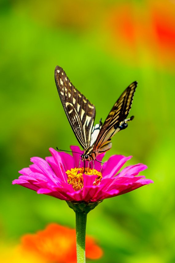 [fn포토] 가을의 문턱, 제주…백일홍에 취한 나비