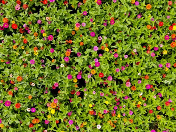 [fn포토] 가을의 문턱, 제주…백일홍에 취한 나비