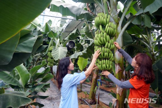 작년 8월 전남 해남군 농업기술센터 첨단하우스에서 바나나가 재배되고 있다. 해남군 제공. 뉴시스