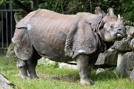 日 동물원 사육사, 코뿔소 뿔에 받혀 사망.. '충격'