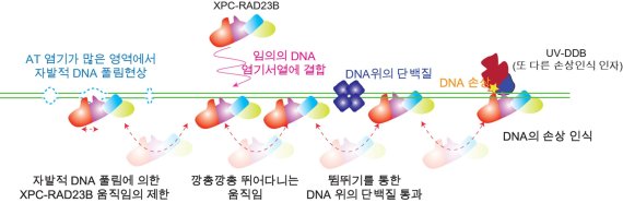 XPC-RAD23B 단백질이 DNA 위에서 손상부위(CPD)를 찾는 과정. UNIST 제공