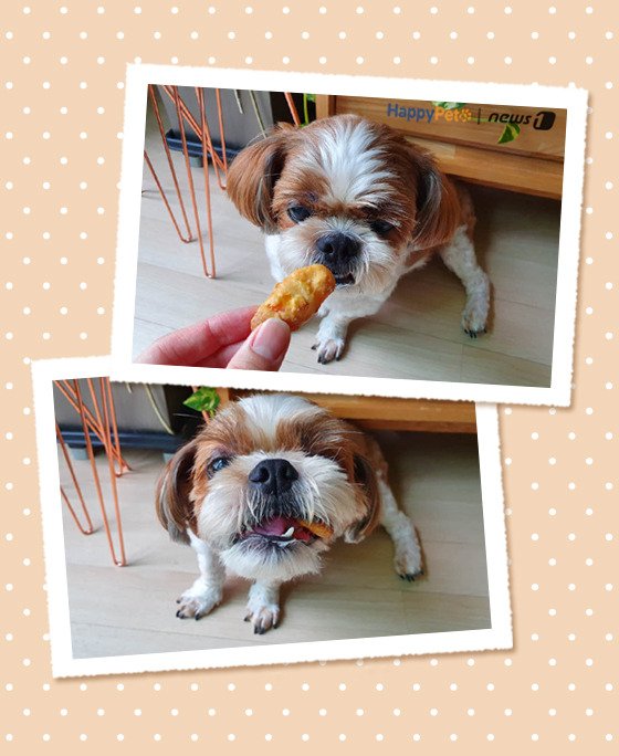 [펫카드] 강아지 간식 '파프리카 쿠키' 만들기