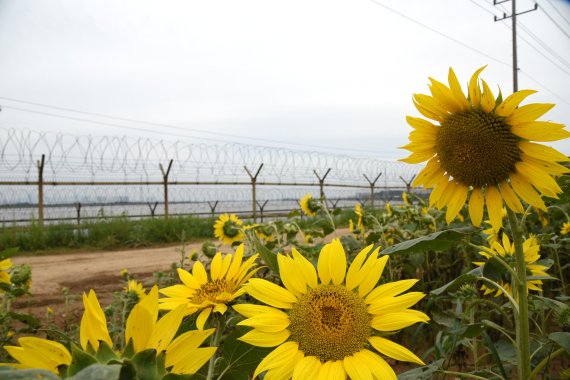 김포 한강변 해바라기꽃밭. 사진제공=김포시