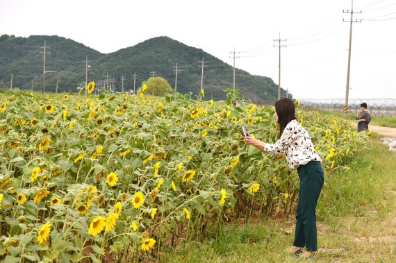 김포 한강변 해바라기꽃밭. 사진제공=김포시