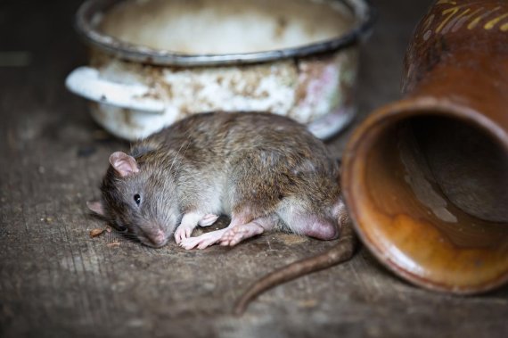 '쥐들과의 전쟁' 선포한 뉴욕의 비밀 병기.. '알코올 쥐덫'