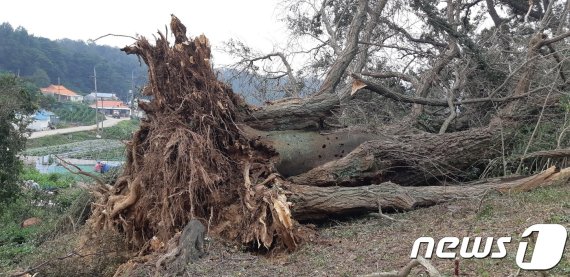 태풍 '링링'이 휩쓸고 가며 뿌리째 뽑힌 교동도 인사리 은행나무.(인천녹색연합 제공)© 뉴스1