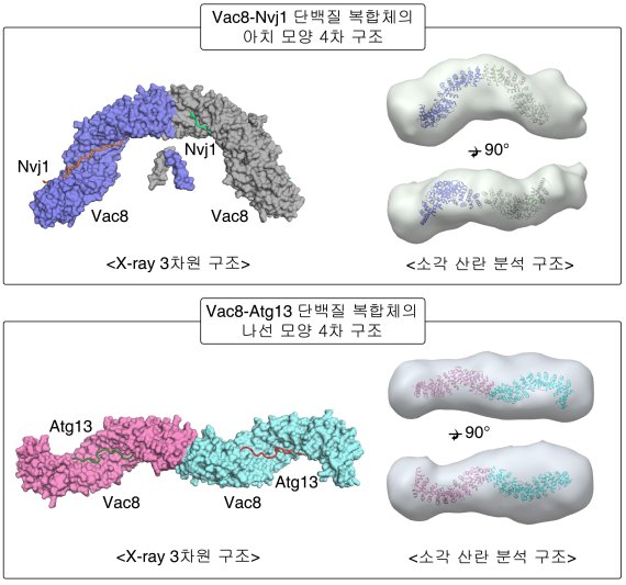 [연구그림] 결합 단백질에 따른 Vac8 단백질의 4차 구조 변화 /사진=UNIST