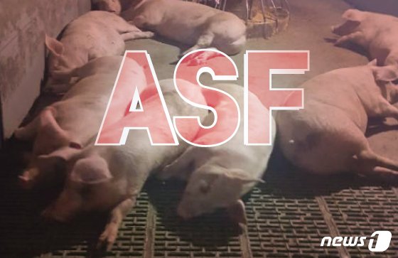 아프리카돼지열병(ASF)에 걸린 돼지들.© News1 김일환 디자이너