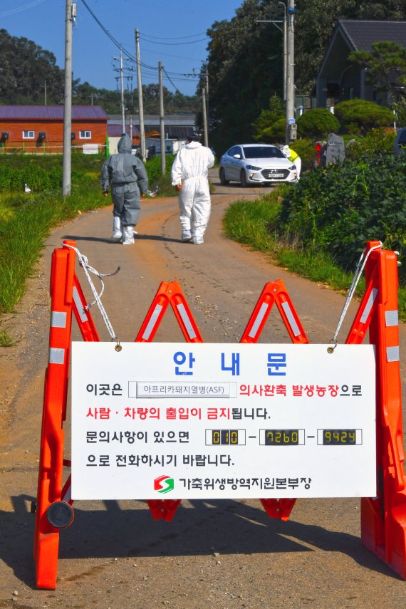 18일 아프리카돼지열병(ASF)이 발생한 경기 연천군의 한 돼지 농장에서 방역 관계자가 살처분 준비 작업을 하고 있다. 사진=서동일 기자