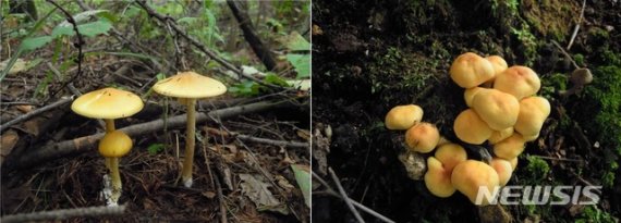【세종=뉴시스】독버섯들. 사진은 개나리광대버섯(左)과 노란다발버섯(右). (사진= 뉴시스 DB)