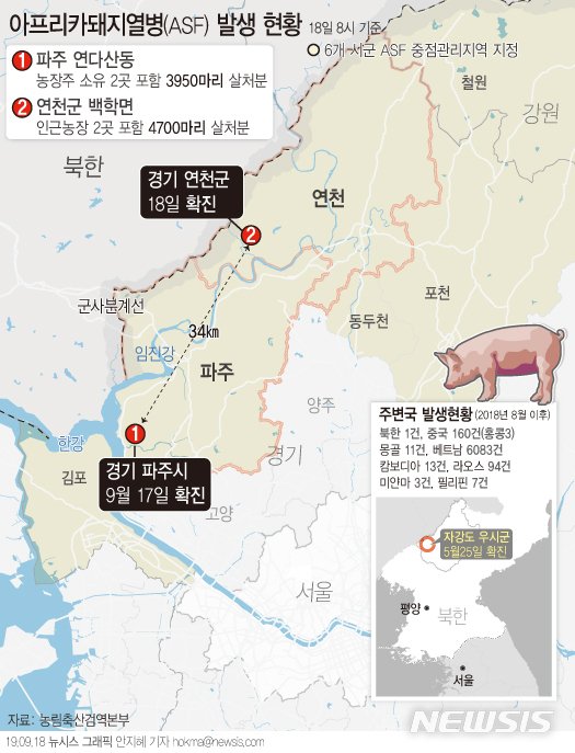 정부 "'돼지열병 발생' 연천 농가 돼지 살처분 금일 마무리"