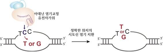 아데닌 염기교정 유전자가위는 크리스퍼 유전자가위와 아데닌 탈아미노효소가 결합된 형태로 DNA 서열 중 아데닌(A)을 찾아 구아닌(G)으로 교체할 수 있다고 알려져 있다. 연구진은 아데닌 염기교정 유전자가위가 그림처럼 5'-TCC-3'와 같은 시토신(C)이 두 개 이상인 시퀀스에서 시토신(C)을 티민(T) 또는 구아닌(G)과 같은 다른 염기로 정교하게 교정할 수 있다는 것을 밝혀냈다. 기초과학연구원 제공