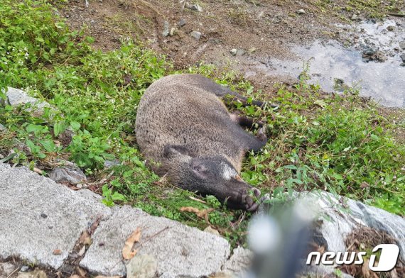 26일 울산 울주군 온양읍에서 발견된 죽은 멧돼지.(울산지방경찰청 제공) 2019.9.26/뉴스1 © News1