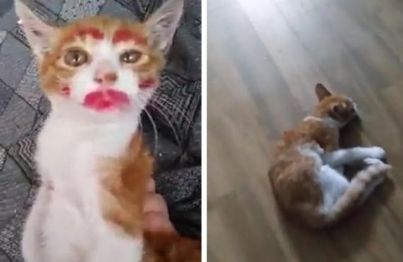 고양이 립스틱 칠하고 학대한 유튜버…"긴급 구출 위해 제보 받아"[헉스]