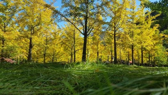 29일 홍천군은 10월 한 달간 만 만나는 홍천 내면 광원1리에 위치한 은행나무 숲이 오는 10월 1일 개방된다 고 밝혔다. 사진은 홍천은행나무숲 풍경. 사진=서정욱 기자