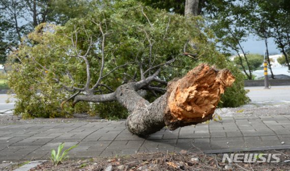 【전주=뉴시스】 김얼 기자= 제13호 태풍 '링링'이 한반도를 관통하고 있는 7일 전북 전주시 전주월드컵경기장에 심어져 있던 나무가 강한 바람을 이기지 못하고 뽑혀 있다. 2019.09.07.pmkeul@newsis.com