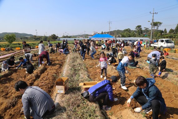 "맛·품질 최고"...당진 고대황토구마, GAP인증 획득