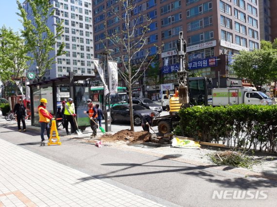 수원시, 악취 주범 은행나무 암나무 '다른 나무로 교체'