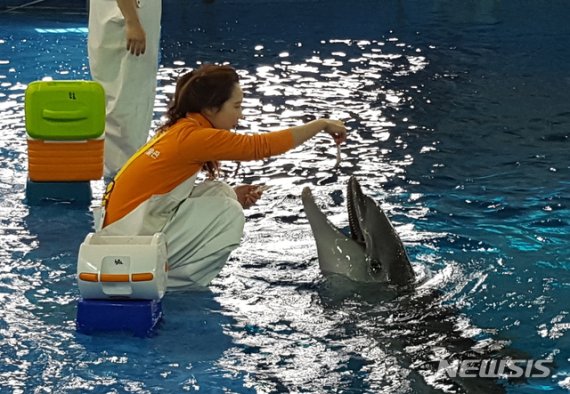 【울산=뉴시스】안정섭 기자 = 지난 2월 21일 오전 울산 남구 고래생태체험관 보조풀장에서 2017년 6월 태어난 아기돌고래 '고장수'가 사육사가 주는 물고기를 받아먹고 있다. 2019.02.21. yohan@newsis.com
