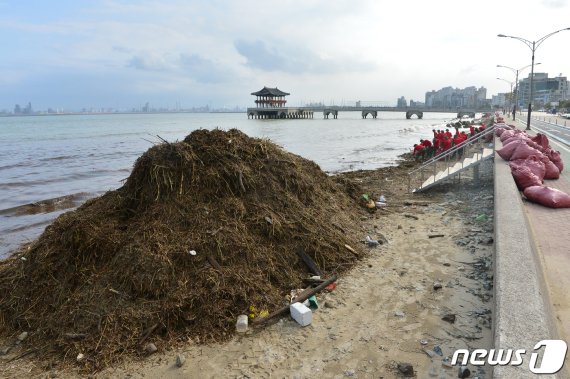 해병대 1사단 장병들이 4일 오후 경북 포항시 북구 영일대해수욕장에서 태풍 미탁의 영향으로 해안으로 밀려온 각종 쓰레기가 산더미를 이루고 있다. 2019.10.4/뉴스1 © News1 최창호 기자