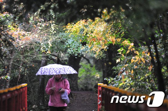 제주시 구좌읍 비자림 숲길에서 많은 도민과 관광객들이 가을 정취를 즐기고 있다.2015.11.18/뉴스1 © News1
