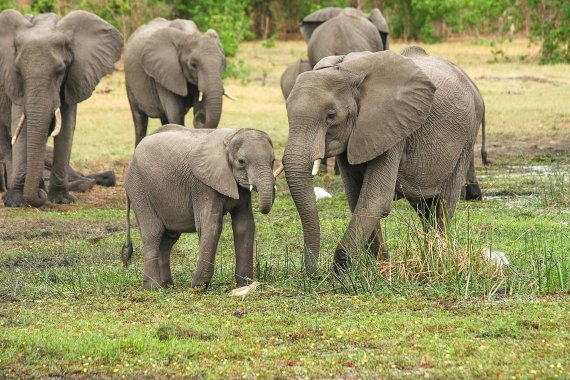 폭포 빠진 아기코끼리 구하려다.. 코끼리 6마리 떼죽음