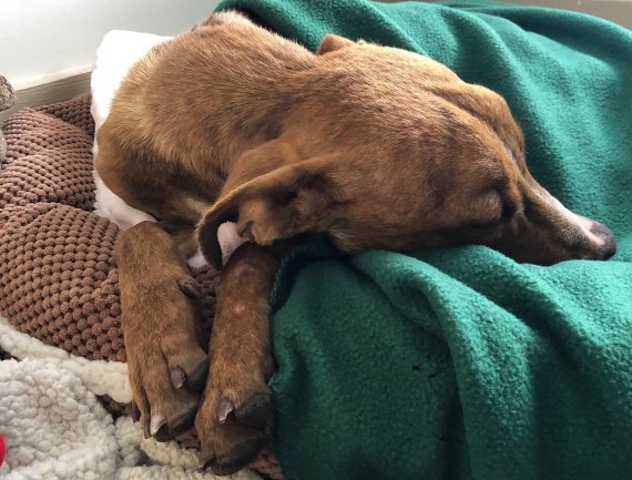 허리케인 붕괴 건물서 생존한 강아지.. 한 달 만에 '기적적 구조'