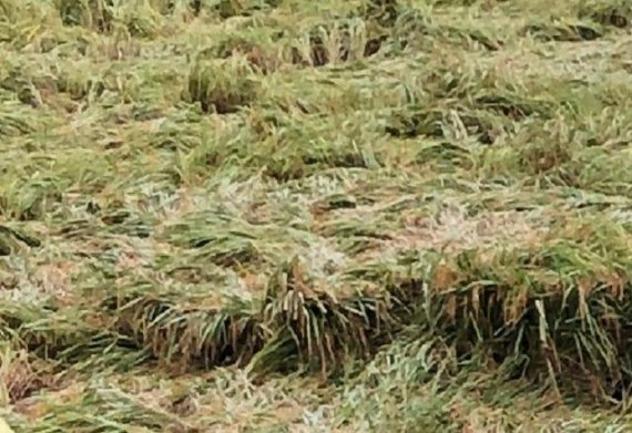 강원도, 태풍 피해 복구지원 계획 수립